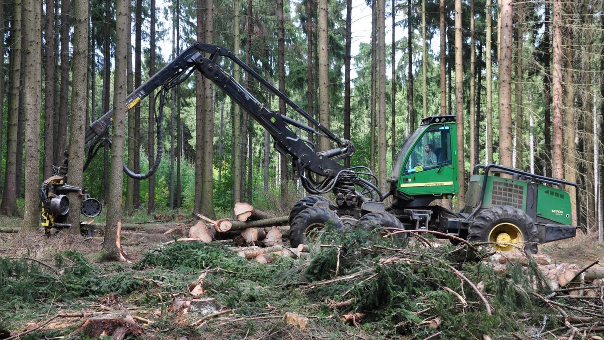 Lesy ČR loni zvýšily čistý zisk na 2,74 miliardy ze 44 milionů o rok dříve
